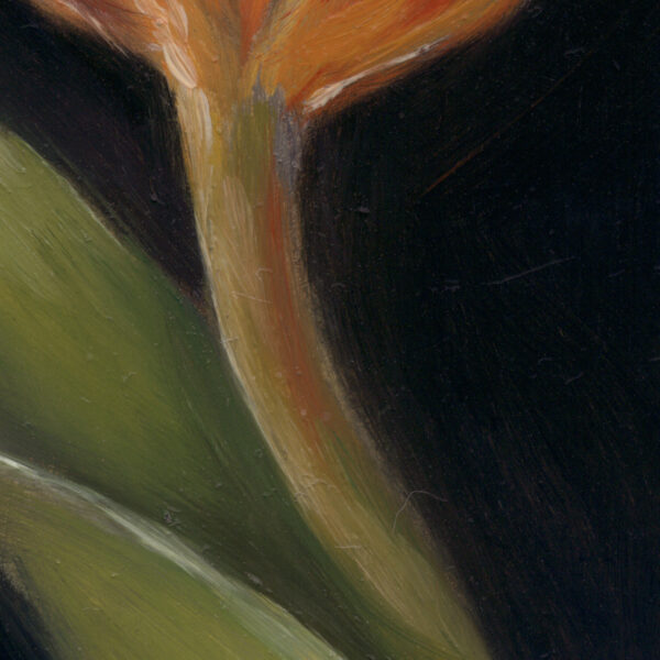 Velum Tulipae detail2