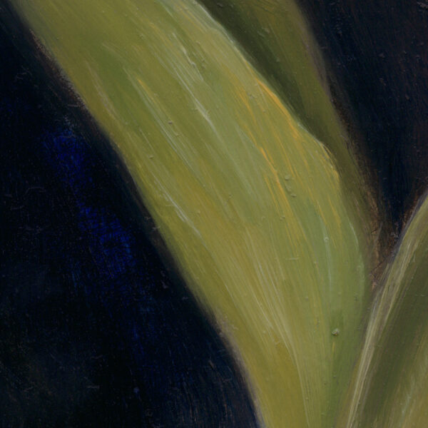 Velum Tulipae detail3