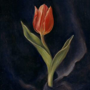 Velum Tulipae (The Veil of the Tulip)